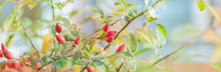 Wall Mural - Beautiful panoramic autumn scenery with colorful leaves, berries and bokeh background