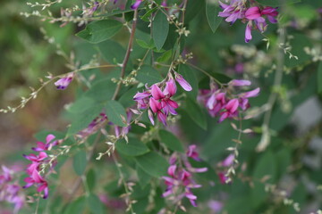 Wall Mural - Japanese bush clover flowers. Japanese bush clover has beautiful magenta flowers on its supple branches from summer to autumn. 