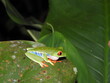 Frog resting on a leaf