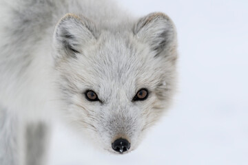 wild arctic fox head. arctic fox close up.