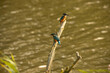 kingfisher in the water