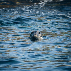 Wall Mural - Seal in Sea at Northumberland