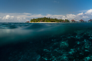 Sticker - Beautiful view of corals under blue seawater