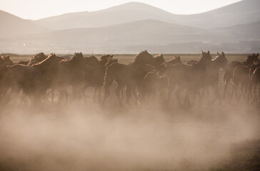 Naklejka na meble herd of horses