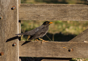 portrait of a common blackbird in the countryside of Argentina