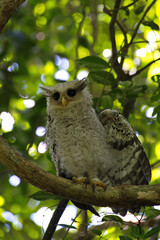 Sticker - owls in the day time