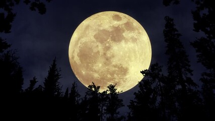 bright glowing full moon in the sky. mystery moonshine. dark blue night, evening sky. forest, trees 