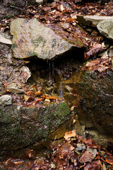 Wall Mural - A small river flowing between the stones in a forest with autumn leaves.
