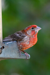 Poster - View of a tiny red bird sitting on the metal hook outside on a blurry background