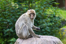 Beautiful Barbary Macaque Monkey In A Park