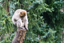 Beautiful Barbary Macaque Monkey On A Tree In A Park