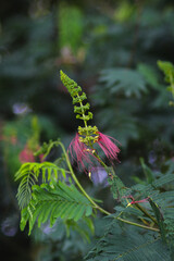Wall Mural - Calliandra calothyrsus with buds and open flowers. Its also known as Anneslea acapulcensis Britton and Rose, Calliandra acapulcensis, Calliandra confusa Sprague, red calliandra, or Kaliandra merah.