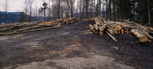 Canvas Print - Stacked beech trunks in the forest by the road.