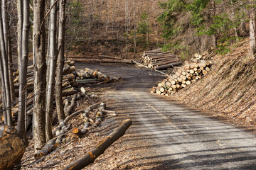 Canvas Print - Stacked beech trunks in the forest by the road.