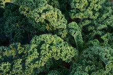 Close Up Of Fresh Kale Growing In The Field
