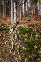 Wall Mural - Exposed tree roots in a forest with a slight landslide.