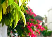 Fresh Green Leaves In Sunshine, A Narrow Street Full Of Bright Light, Blurred Bougainvillea Flowers In Background..