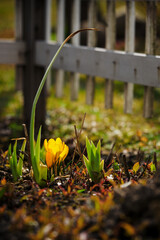 Poster - Crocus vernus - orange crocus flowers in spring with a small white fence in the background.