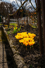 Wall Mural - Crocus vernus - orange crocus flowers in spring with a small white fence in the background.