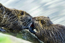 Closeup Of Two Wet Coypus Kissing In The Wat