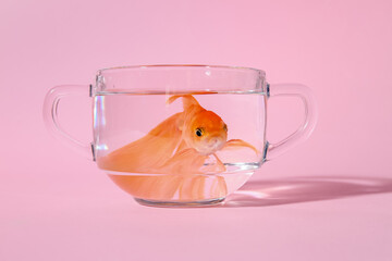 Poster - Beautiful gold fish in bowl on color background