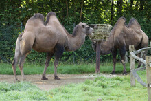 Pair Of Camels Walking On A Field