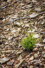 Wall Mural - Young spruce sapling growing between stones.