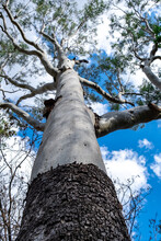 Large Gum Tree Looking Up The Trunk To The Sky. There Is A Contrast In Bark On The Eucalyptus Tree With White Trunk And Thick Brown Bark Peeling Off At The Base.