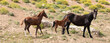 Mustang Wild Horse Mare watchful mother with her baby bay foal and yearling colt in the Pryor Mountains Wild Horse Refuge Sanctuary on the border of Wyoming Montana in the United States