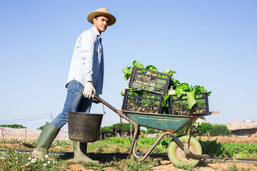 Amateur grower working on vegetable garden on summer day, carrying wheelbarrow with gathered green chard