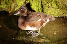 Small Baer's Pochard Duck In A Pond