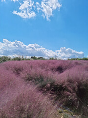 Canvas Print - a field with pink muhly.