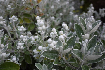 Sticker - Brachyglottis compacta ‘Sunshine’ is a silver-grey leaved evergreen, sun-loving shrub from New Zealand, almost fully hardy except on wet or poorly drained soils.
