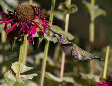 Hummingbirds, Birds, Flowers