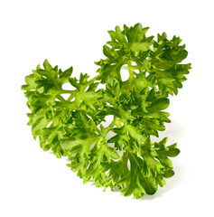 Wall Mural - fresh curly parsley isolated on the white background