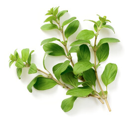 Wall Mural - fresh marjoram herb isolated on the white background, side view