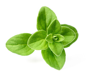 Wall Mural - fresh marjoram herb isolated on the white background