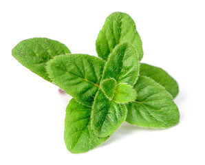 Wall Mural - fresh oregano herb isolated on the white background