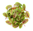 fresh young sorrel leaves with red veins, isolated on the white background, top view