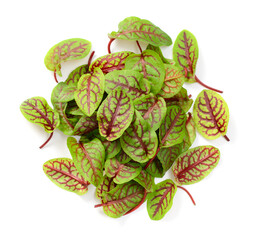 Wall Mural - fresh young sorrel leaves with red veins, isolated on the white background, top view