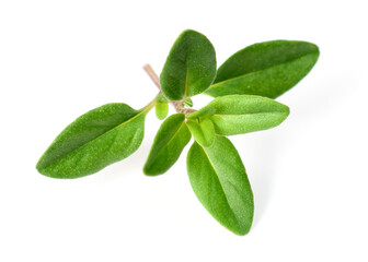 Sticker - fresh thyme herb isolated on the white background