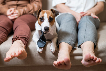 A cute dog Jack Russell Terrier is wearing a tie and sitting with two women on the couch