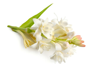 Wall Mural - Agave amica, formerly Polianthes tuberosa or tuberose. With perfume bottle. Isolated on white background