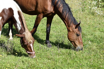  two horses grazing