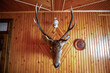 Antique mounted head horned deer on wooden wall. Vintage stuffed animal face with large antlers, front view