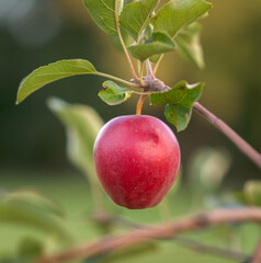 Canvas Print - Red apple on a branch