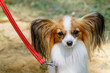 With love for dogs. Breeds. Papillon dog