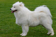 With love for dogs. Breeds. Samoyed dog