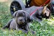 With love for dogs. Breeds. Cane Corso