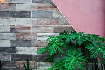 Wall Mural - Beautiful plant in a garden